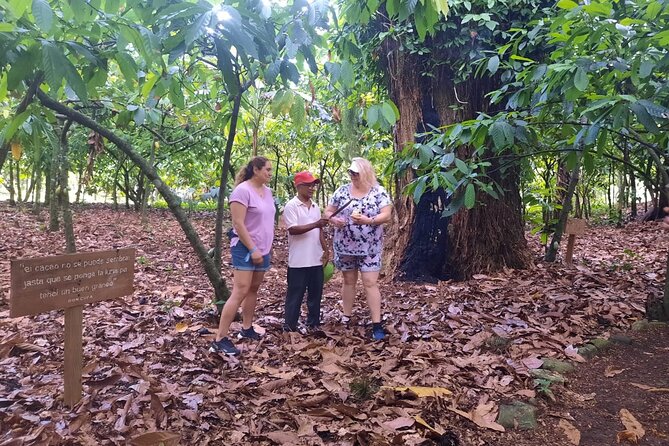 Cocoa & Artisan Chocolate Route with an Historical Tour in Puerto Plata City - Who will enjoy this six-hour outing?