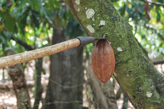 Cocoa & Artisan Chocolate Route with an Historical Tour in Puerto Plata City - Should you book the cocoa and city tour?