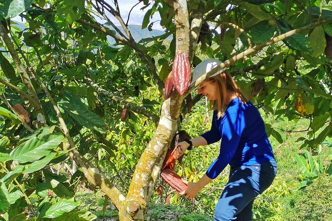 Coffee & Chocolate Private Tour in Medellin: Genuine Experience - Coffee, picked and processed by hand