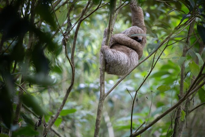 Coffee & Chocolate Tour+Sloths Park & Llanos de Cortez Waterfall - The guides make the difference