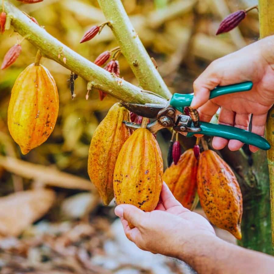 Coffee, Cocoa and Trekking Tour in Minca: Nature, Crops and Production - Key points at a glance