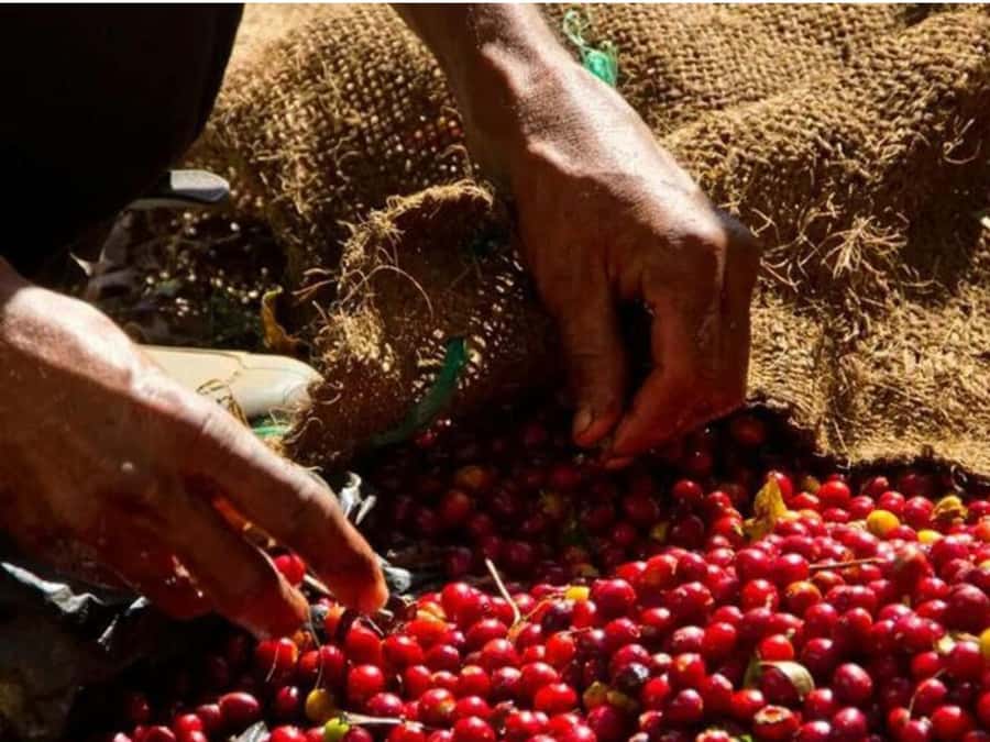 Coffee, Cocoa and Trekking Tour in Minca: Nature, Crops and Production - The three-hour walk through Minca’s nature