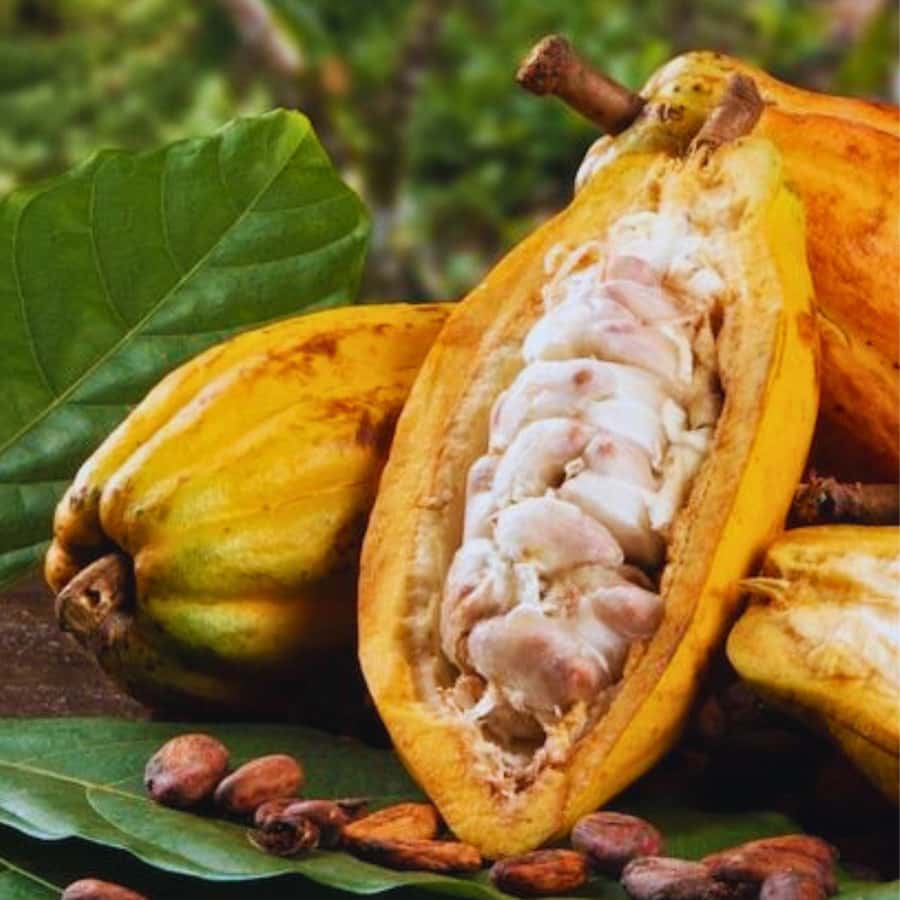 Coffee, Cocoa and Trekking Tour in Minca: Nature, Crops and Production - Coffee, cocoa, and a cool-water break