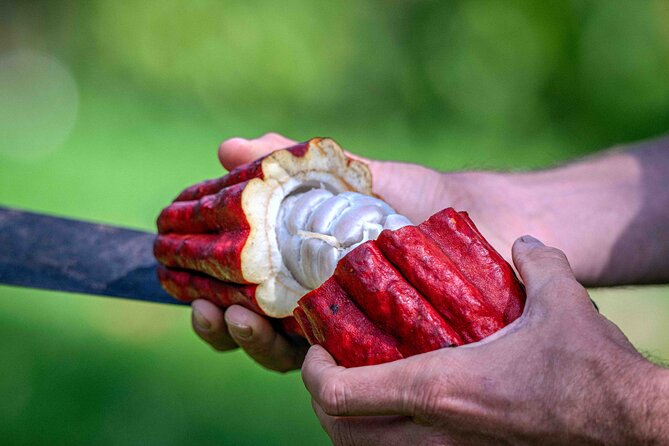 Craft Chocolate Tasting and Farm Experience on the Big Island - Key points at a glance