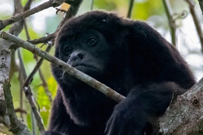 Day Trip Churute Howler Monkey Observation and Chocolate Making - Key points to know before you go