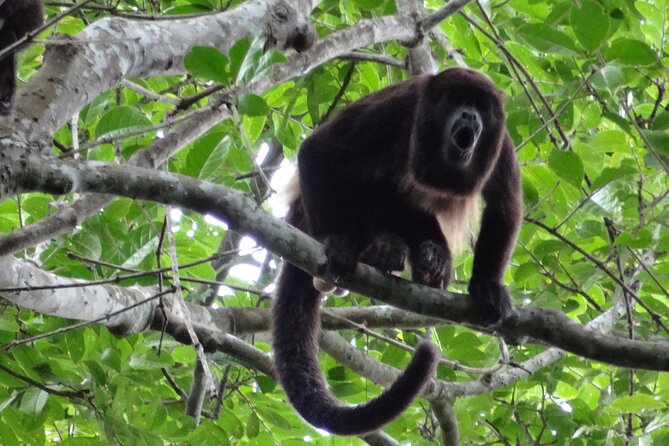 Day Trip Churute Howler Monkey Observation and Chocolate Making - Churute and cacao in one long day