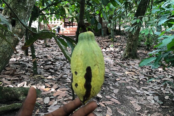 Experience Boti Waterfalls, Aburi Botanical Gardens & Tetteh Quarshie Cocoa Farm - Guides make the private format worthwhile