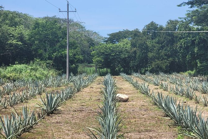 Finca 18 Puerto Vallarta Tequila Tour + Chocolate Pairing - A beautiful setting, with a few practical limits