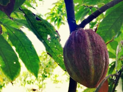 From Puerto Plata Priv: Cocoa, Coffee, Cigars & Local Market