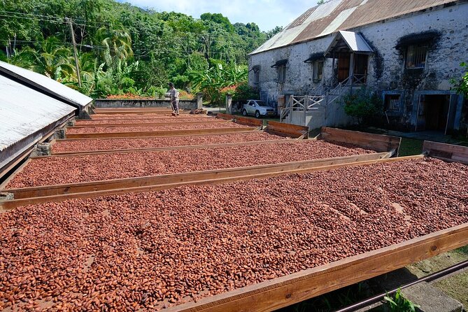 Full-Day Tour: Concord Waterfall, Chocolate Factory, Rum Distillery, Grand Etang - Why this tour works for a first day in Grenada