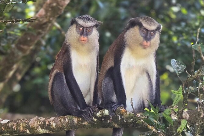 Full-Day Tour: Concord Waterfall, Chocolate Factory, Rum Distillery, Grand Etang - Sauteurs Bay: lunch above the Caribbean