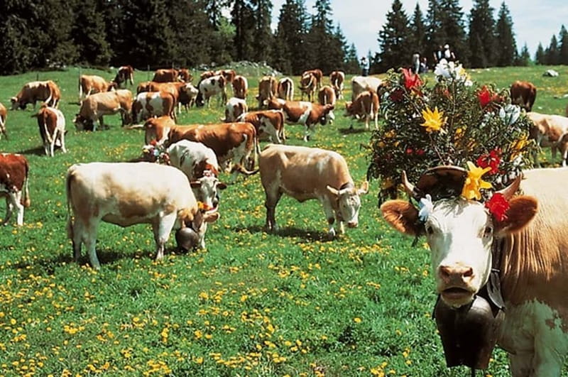 Geneva: Gruyères Tour with Chocolate, Cheese & Golden Train - Is $297 a fair price?