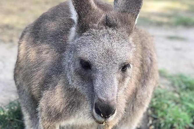 Great Ocean Road 12 Apostles kangaroo, koala and chocolate tour - Looking for kangaroos at Anglesea Golf Club