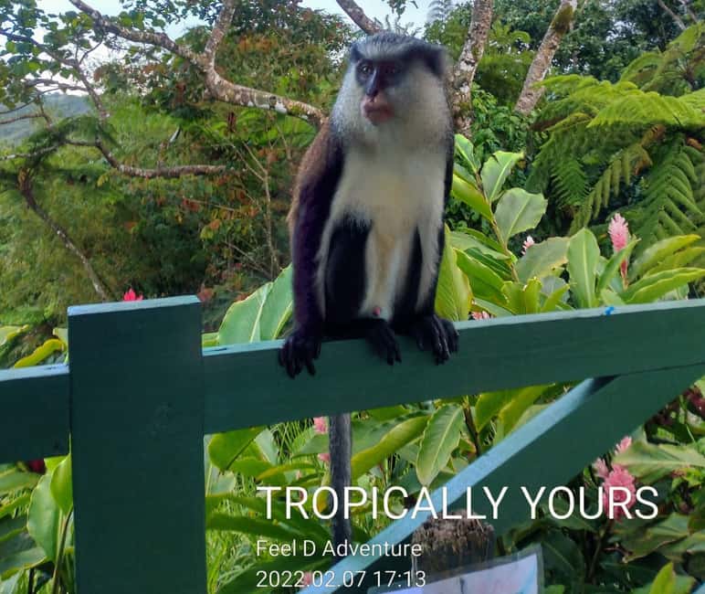 Grenada: Culture and Nature Island Tour with Chocolate & Rum - Grand Etang rainforest and the island’s spice country