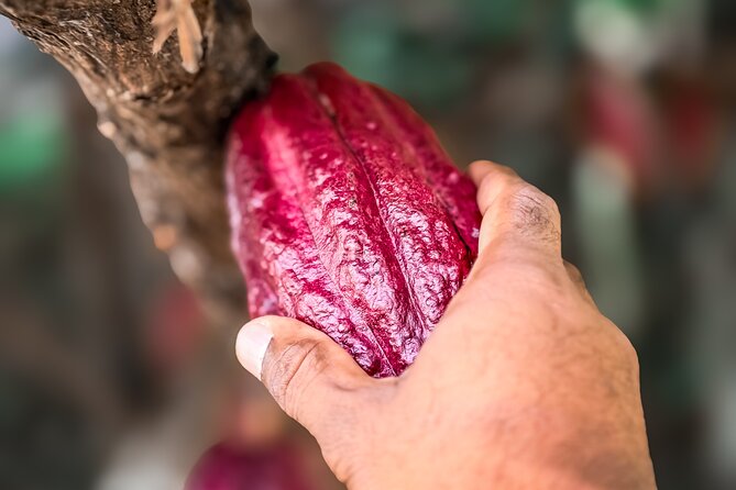 Grenada Half Day Tour: Fort, Spice, Falls, Chocolate & Lunch Stop - Jouvay Chocolate shows cocoa from bean to bar