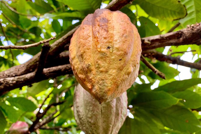 Grenada Herb & Spice Tour -Fort Frederick, Chocolate & Waterfalls - Key points before you book