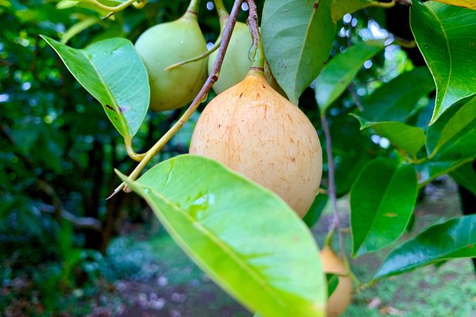 Grenada Herb & Spice Tour -Fort Frederick, Chocolate & Waterfalls - Guides who shape the experience