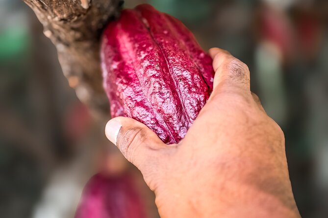 Grenada Herb & Spice Tour -Fort Frederick, Chocolate & Waterfalls - Laura’s Herb & Spice Garden and the nutmeg-shell path
