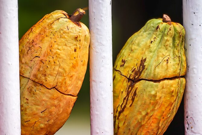 Grenada Highlights: City Tour, Fort, Chocolate, Rainforest- Falls - Passing into rainforest country and around Grand Etang