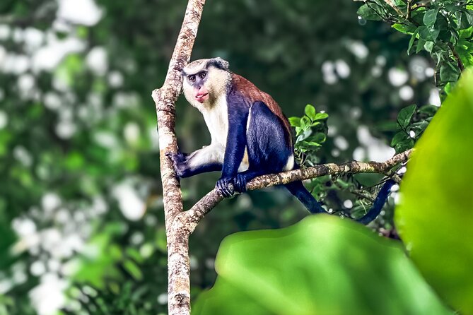 Grenada Highlights: City Tour, Fort, Chocolate, Rainforest- Falls - What the $110 price includes, and what it does not