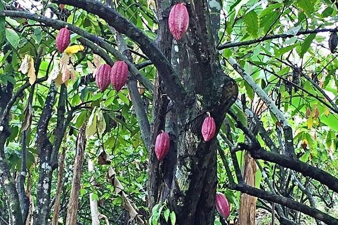 Grenada Spice Gardens, Rum & Chocolate Tour (Full/Half Day) - What the guides add to the day