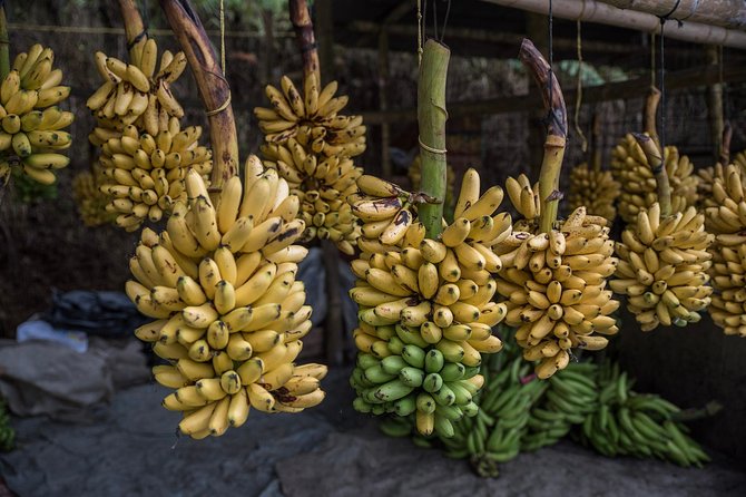 Guayaquil to Cuenca one-way tour with Cajas Park and a Cacao Farm visit - Cacao Loma and the first taste of chocolate
