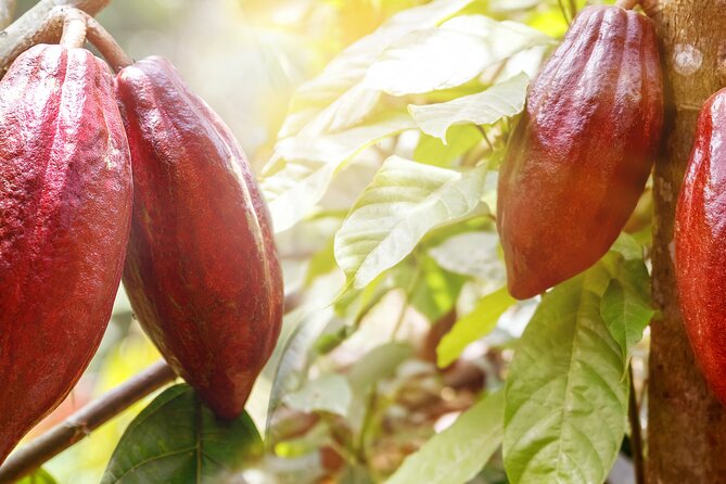 Guided tour of the Artisan Chocolate Factory in Tuscany - Who Will Enjoy This Chocolate Factory Visit?