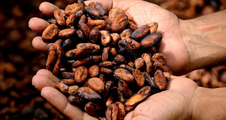 Kampala: Hands-On Chocolate Making Experience - Inside the processing room