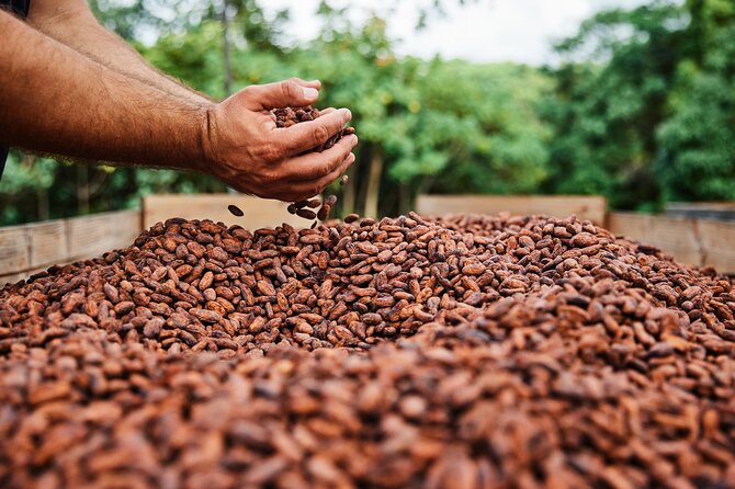 Kauai Chocolate Farm Tasting Tour - The chocolate tasting and how to approach it