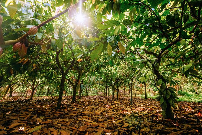 Kauai Chocolate Farm Tasting Tour - Who will enjoy Lydgate Farms most?