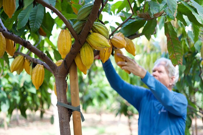 Lahaina: Maui Ku'ia Estate Guided Cacao Farm Tour and Tasting - Key points to know before booking