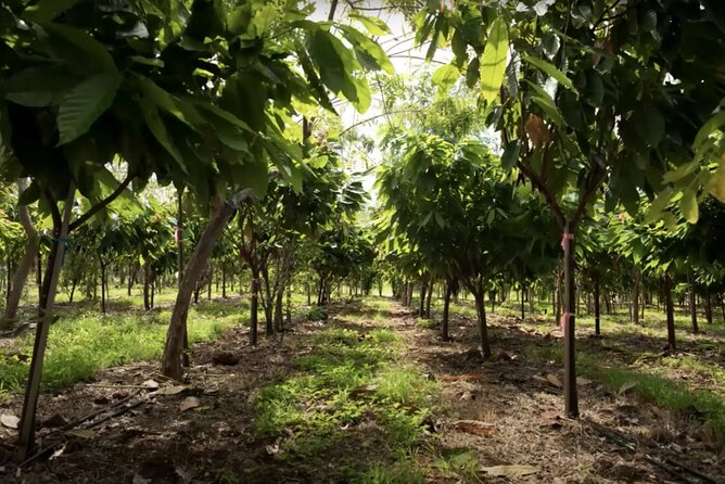 Lahaina: Maui Ku'ia Estate Guided Cacao Farm Tour and Tasting - The guides make the short format work