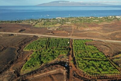Maui Ku’ia Estate Guided Cacao Farm Tour and Tasting