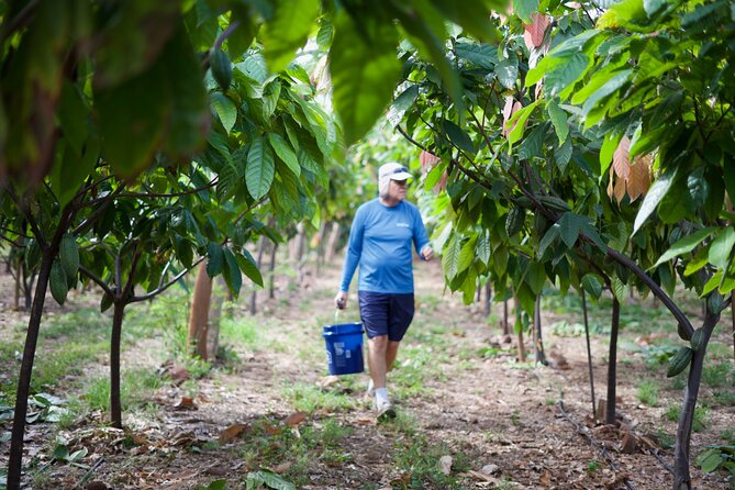 Lahaina: Maui Ku'ia Estate Guided Cacao Farm Tour and Tasting - Group size, timing, and comfort