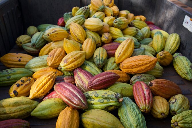 Lahaina: Maui Ku'ia Estate Guided Cacao Farm Tour and Tasting - Should you book the Ku’ia Estate cacao tour?