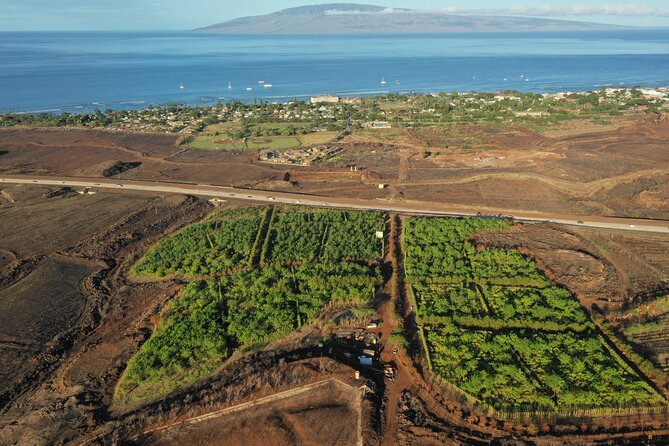 Lahaina: Maui Ku'ia Estate Guided Cacao Farm Tour and Tasting - Walking among more than 20 acres of cacao trees