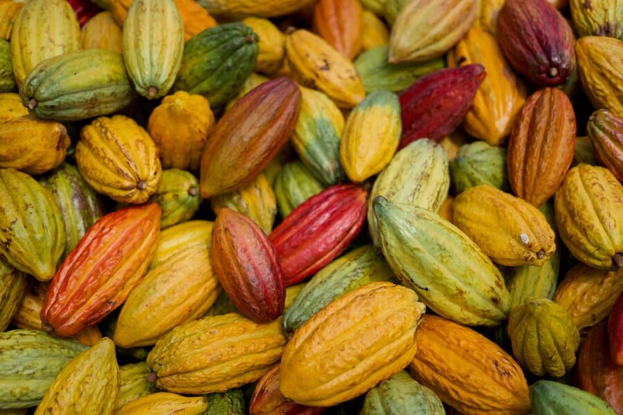 Lahaina: Maui Ku'ia Estate Guided Cacao Farm Tour & Tasting - Starting at Ku’ia Estate Chocolate in Lahaina