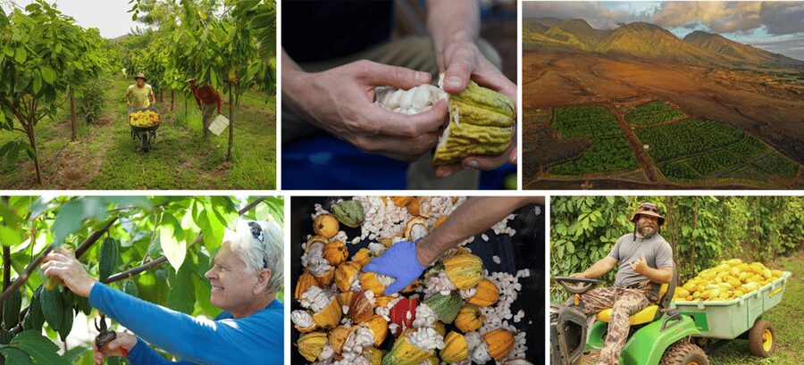 Lahaina: Maui Ku'ia Estate Guided Cacao Farm Tour & Tasting - Booking details that matter