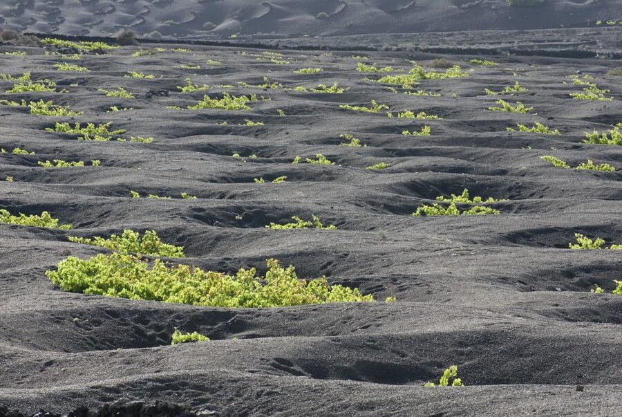Lanzarote: Vineyard Tour with Wine and Chocolate Tasting - Tasting two organic wines with artisan chocolate