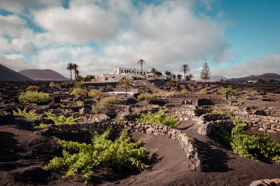 Lanzarote: Vineyard Tour with Wine and Chocolate Tasting - What the $28 price really includes