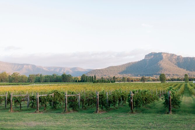 Luxury Hunter Valley Tour: 3 Tastings, Gin, Lunch & Chocolatier - A French-style lunch at Café CouCou