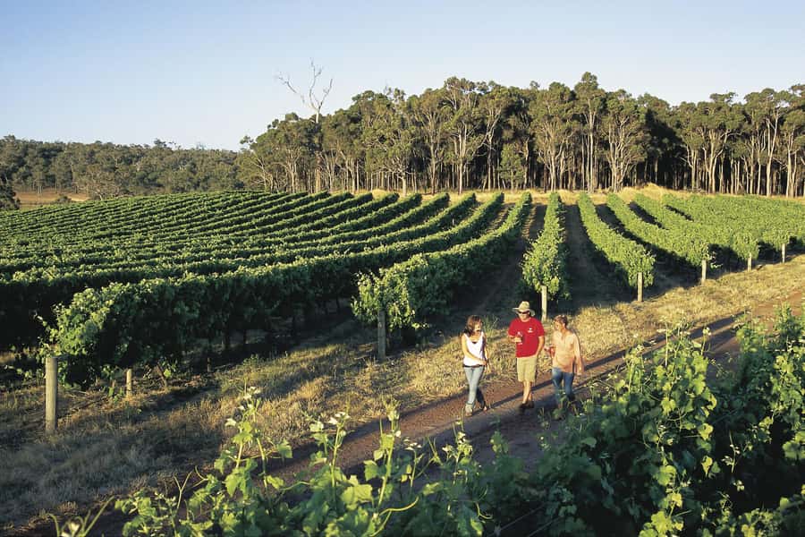 Margaret River, Chocolate, Wine & Coast Day Trip from Perth - A long day from Perth with plenty of flavor