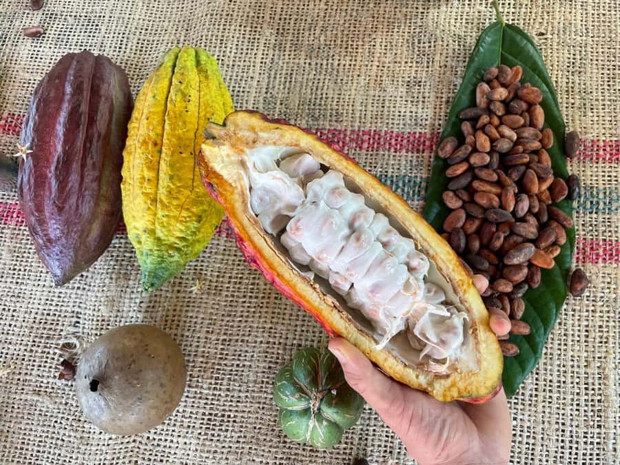 Medellín: Chocolate Tour & Exfoliation in beautiful river - From Medellín streets to Cocorná views