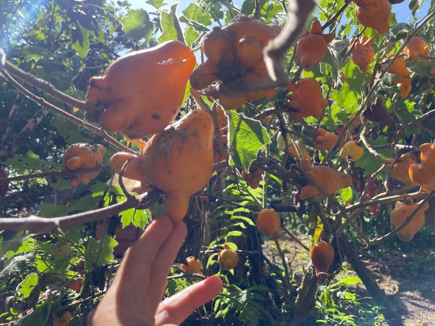 Medellín: Chocolate Tour & Exfoliation in beautiful river - Learning how cacao becomes chocolate