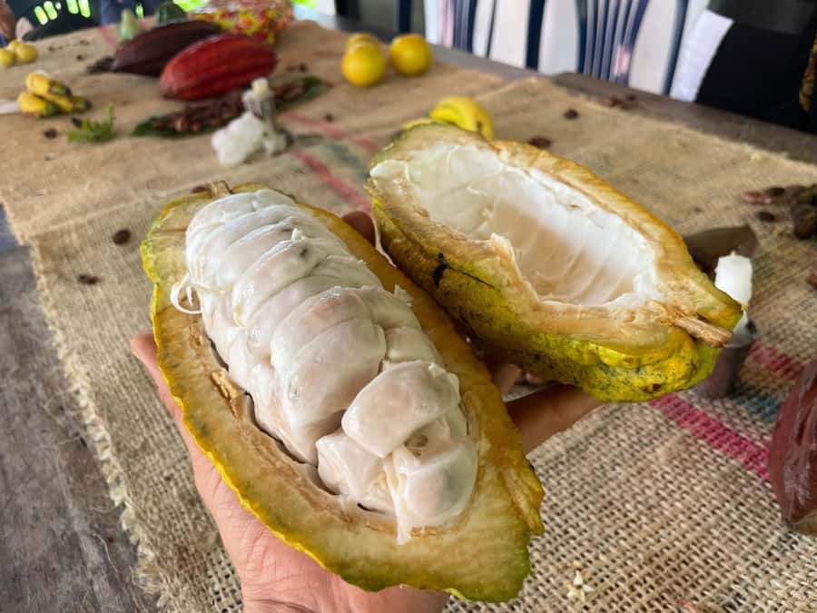 Medellín: Chocolate Tour & Exfoliation in beautiful river - The river treatment is the unusual finish