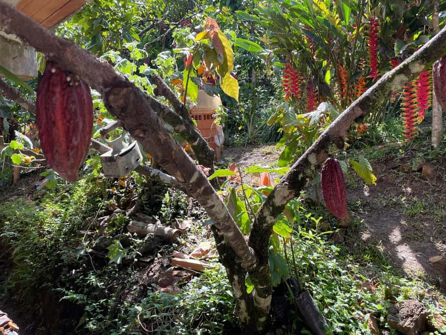 Medellín: Chocolate Tour & Exfoliation in beautiful river - Private transport changes the value