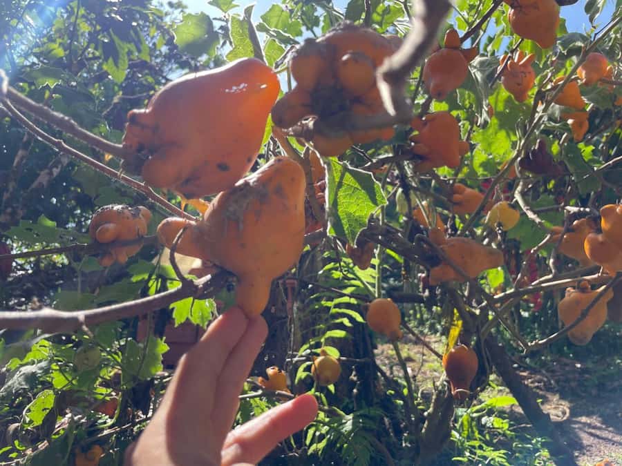 Medellín: Chocolate Tour & Exfoliation in beautiful river - Who should book this day