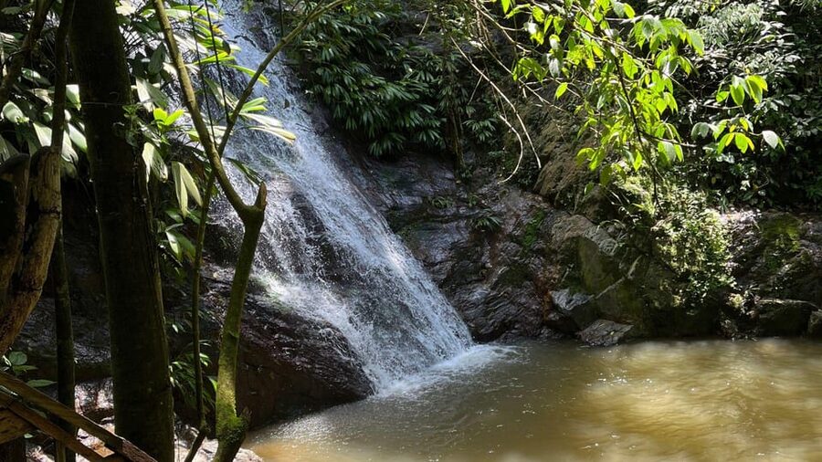 Minca: Hidden Waterfall + Coffee and Cocoa Workshop - Coffee from plant to roasted bean