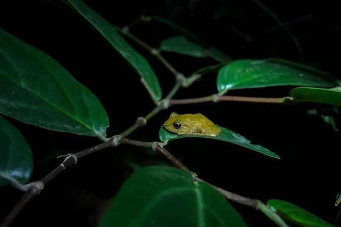Monteverde Coffee, Chocolate and Night Tour - Entering the Monteverde Night
