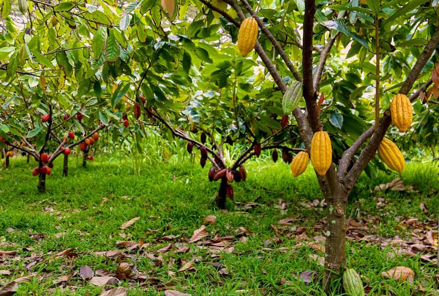 Oahu: Chocolate Farm Tour with Tasting - Kamananui Cacao - Arriving near Waialua and Haleiwa